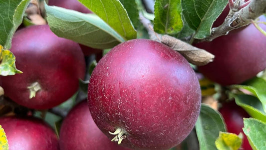 From Orchard to Self-Sufficiency
