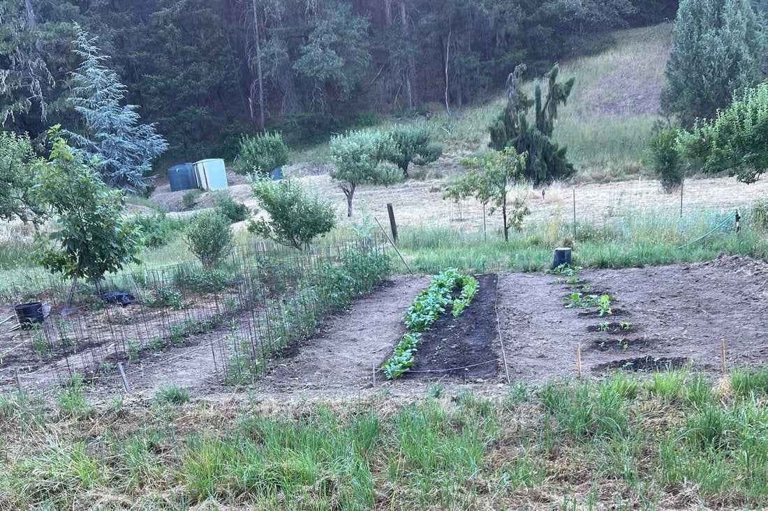 An Easy Way to Trellis Tomatoes with Concrete Mesh