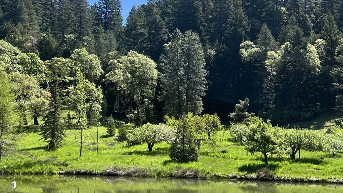 Pond, orchard, and forested hillside on the homestead beneath a clear blue sky.