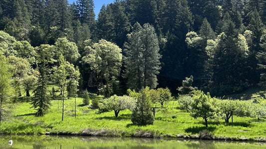 Pond, orchard, and forested hillside on the homestead beneath a clear blue sky.